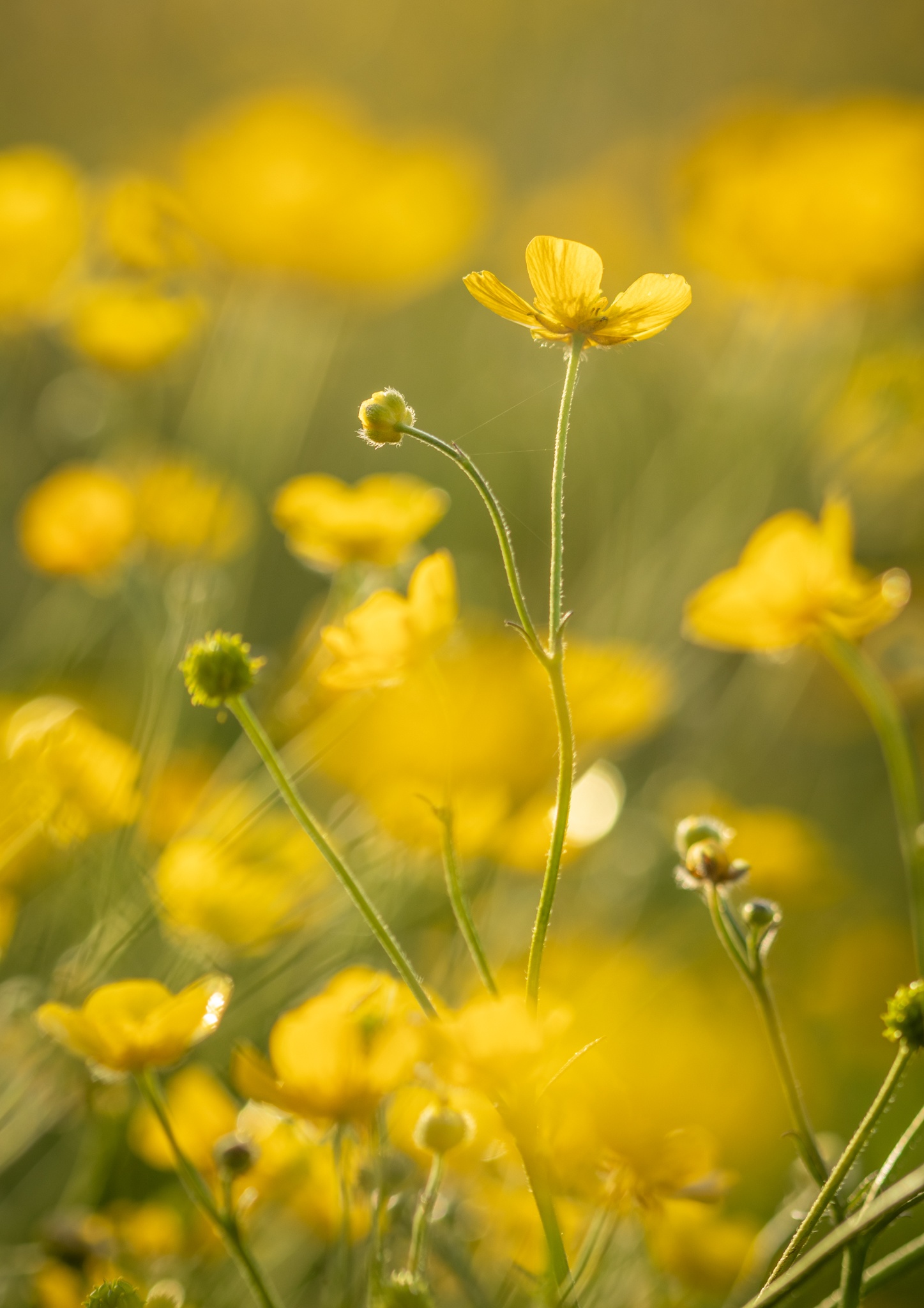 A buttercup flower in early-evening sunlight, against a backdrop of many others. 